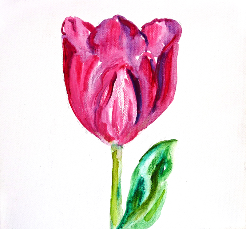 beautiful tulip F2