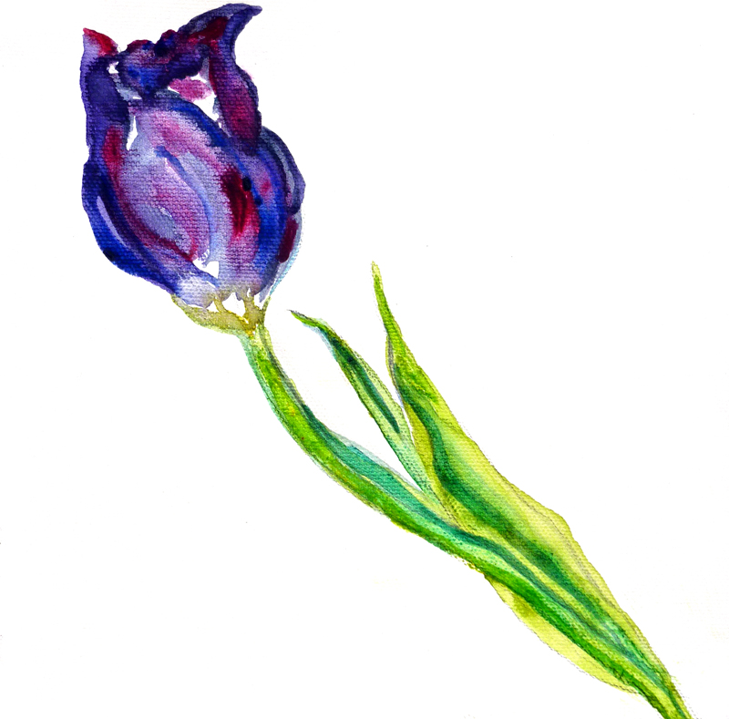 purple tulip F5
